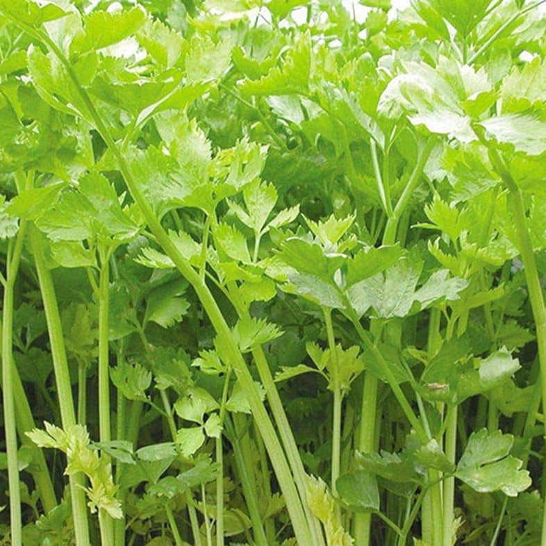 Chinese Celery (चिनियाँ सेलेरी)