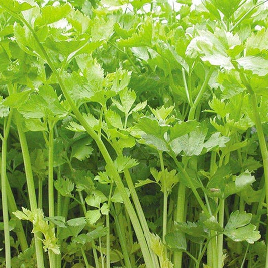 Chinese Celery (चिनियाँ सेलेरी)