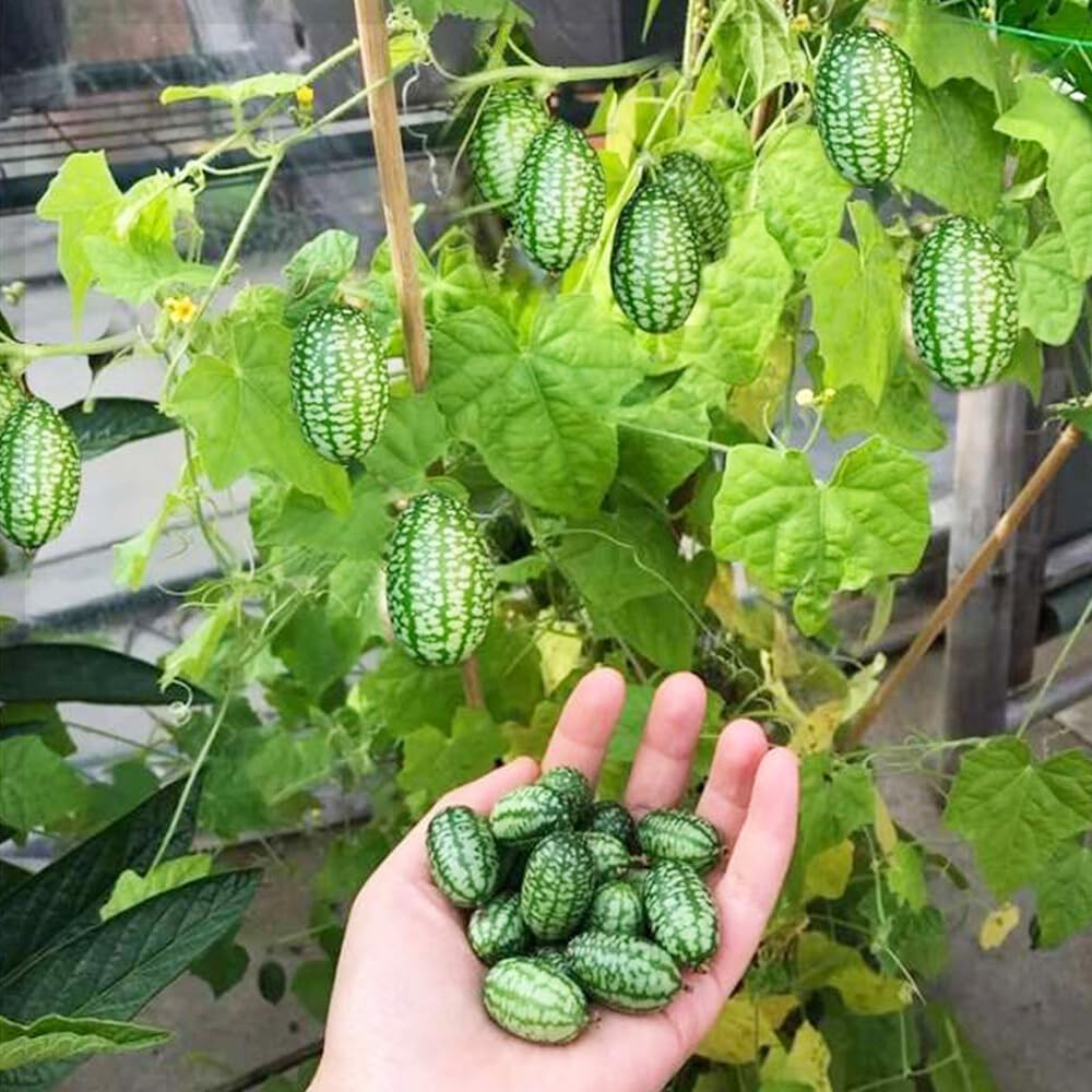Cucamelon - Thumb Watermelon (अङ्गुठे तरबूज)