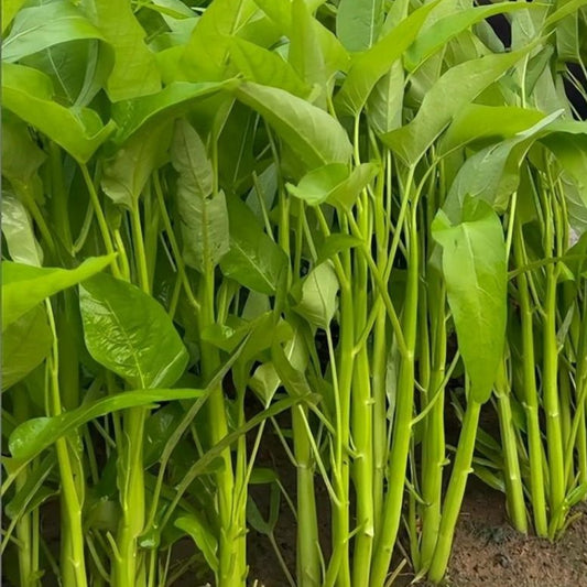 Water Spinach (खाली ढांटे साग)
