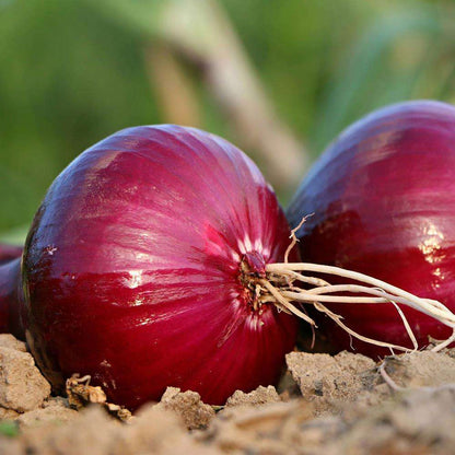 Onion - Pyaj (प्याज)