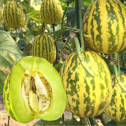 Bali Xiang Sweet Melon (बाली सुगन्धित गुलियो खरबुजा)