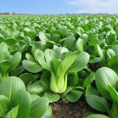 Suzhou Bok Choy - Chinese Saag - Pak Choi (चाइनिज साग)
