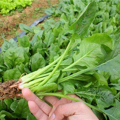 Spinach (पालक)