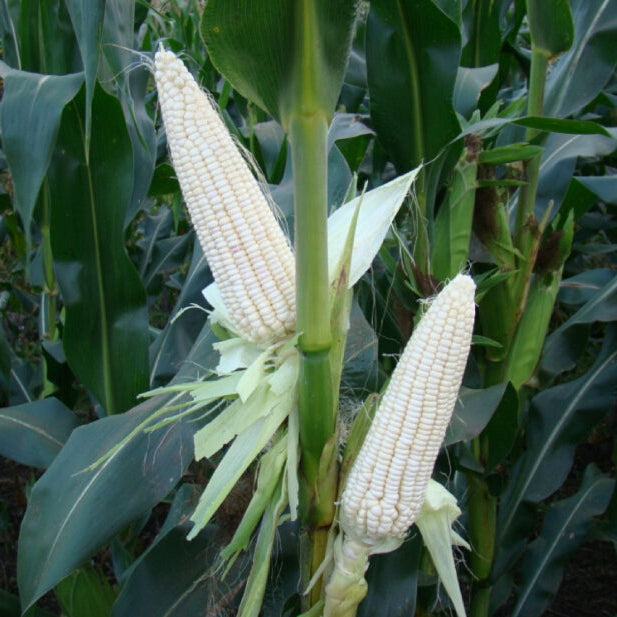 White Glutinous Corn (सेतो चिप्लो मक्का)