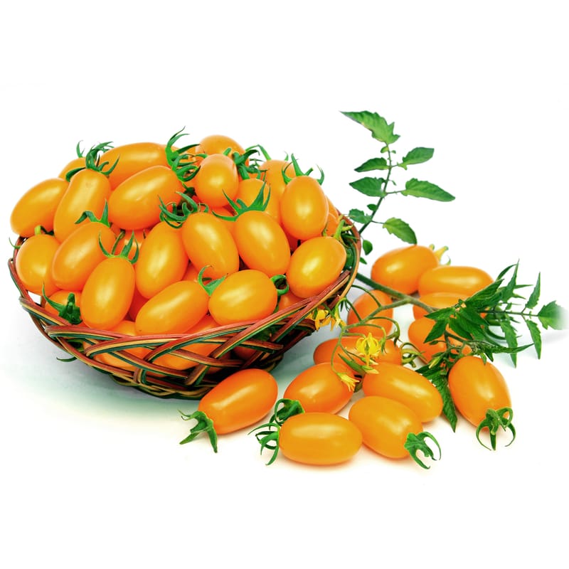Milk Yellow Tomato (दूधे पहेंलो टमाटर)