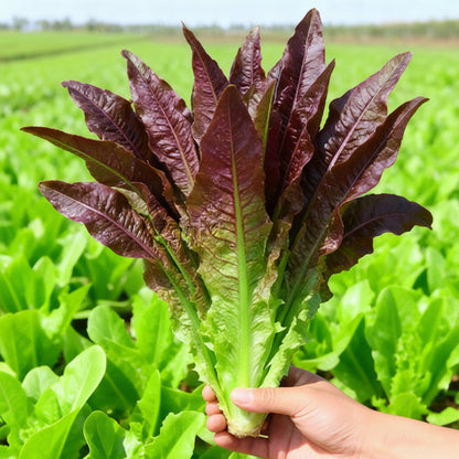 Red Lettuce (रातो लेट्युस)