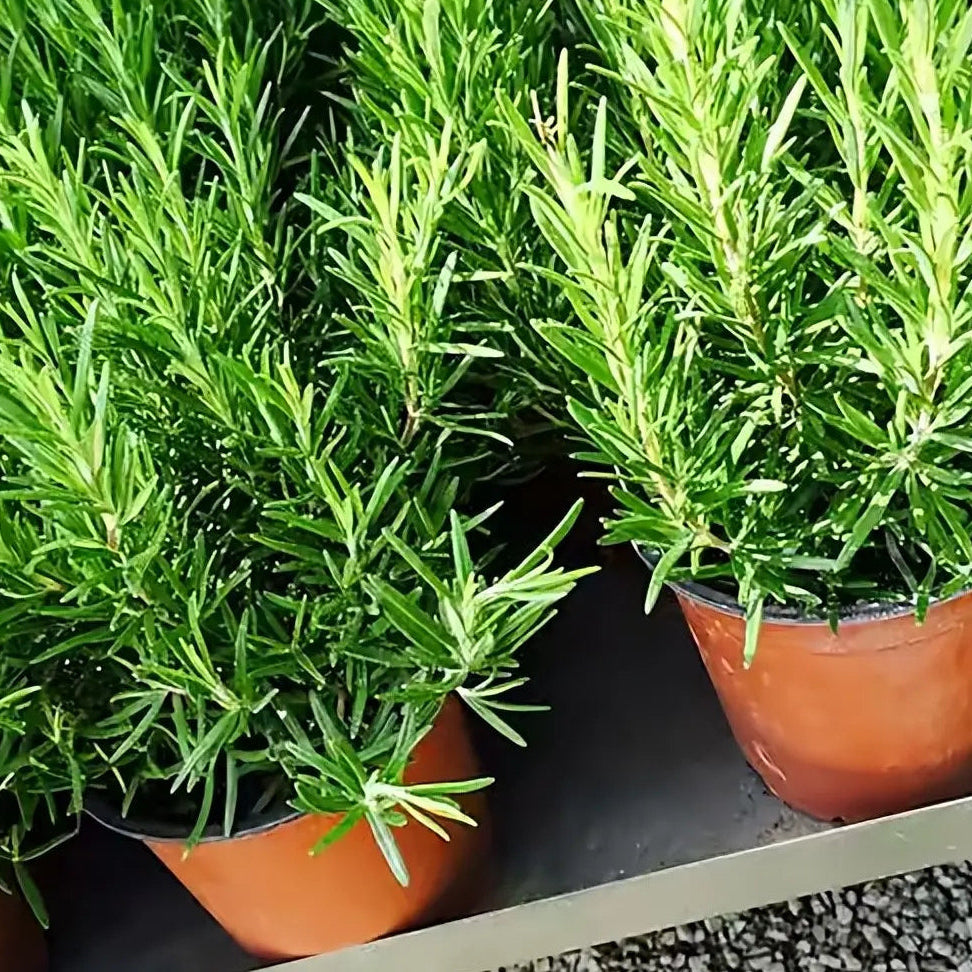 Rosemary (रोजमेरी)
