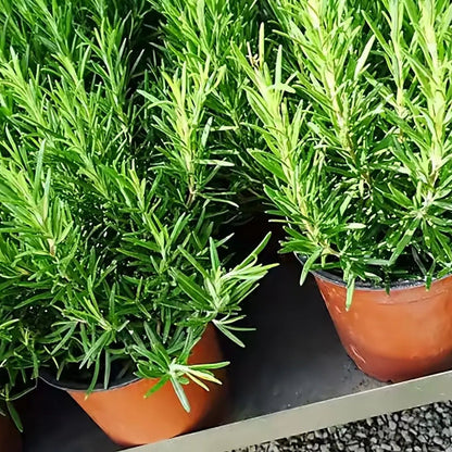 Rosemary (रोजमेरी)