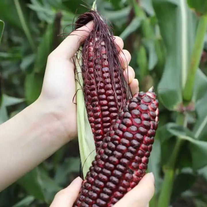 Purple Glutinous Corn (बैंगनी चिप्लो मक्का)