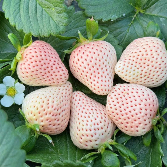 White Cream Strawberry (सेतो क्रिम स्ट्रबेरी)