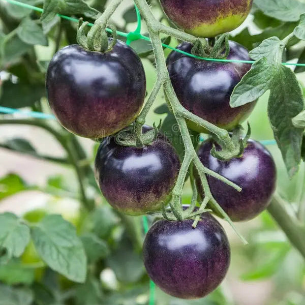 Purple Linglong Tomato (बैजनी लिङलोङ टमाटर)