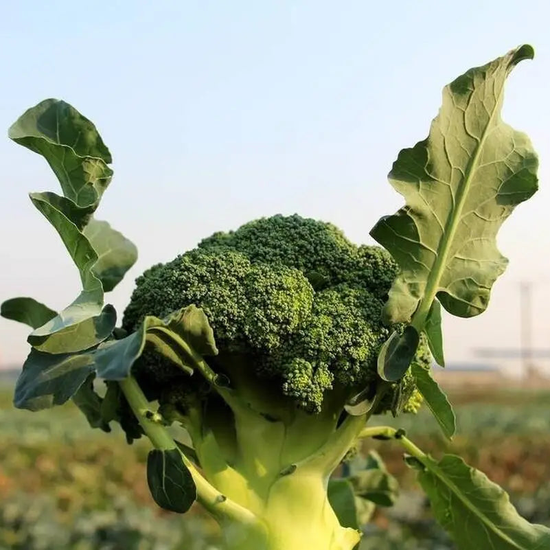 Broccoli (ब्रोकोली)