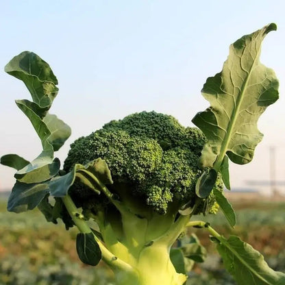 Broccoli (ब्रोकोली)