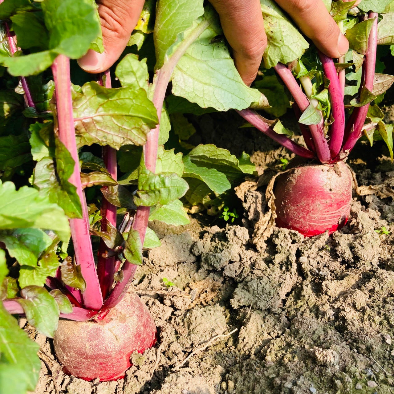 Pineapple Fruit Radish (फ्यान्सी फल मूला)