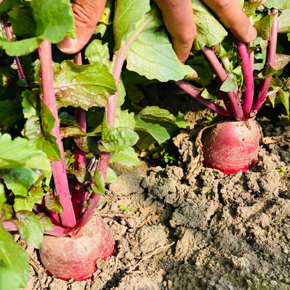 Pineapple Fruit Radish (फ्यान्सी फल मूला)