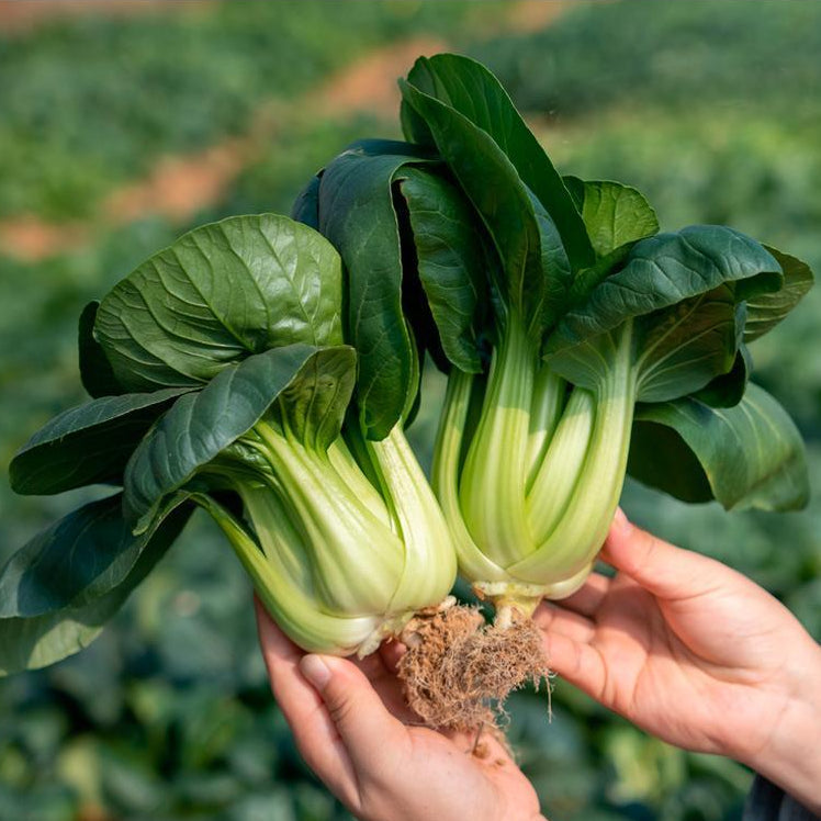 Suzhou Bok Choy - Chinese Saag - Pak Choi (चाइनिज साग)