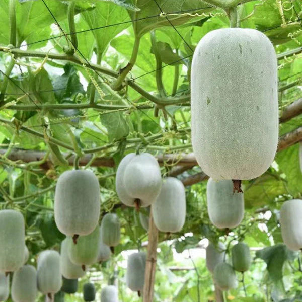 Green Mini Winter Melon (सानो हरियो कुशे)
