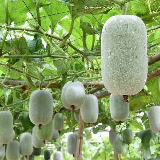 Green Mini Winter Melon (सानो हरियो कुशे)
