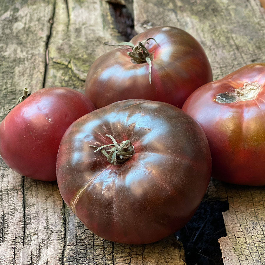Vicente Large Purple Tomato (भिसेन्टे ठूलो बैजनी टमाटर)