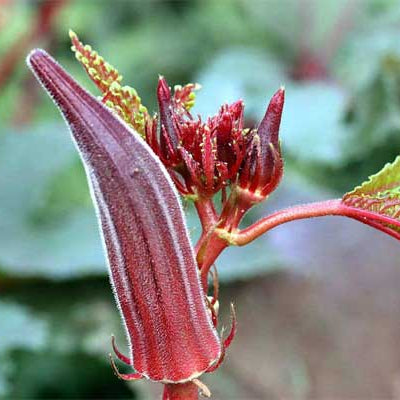 Burgundy Red Lady Finger (रातो भिण्डी)