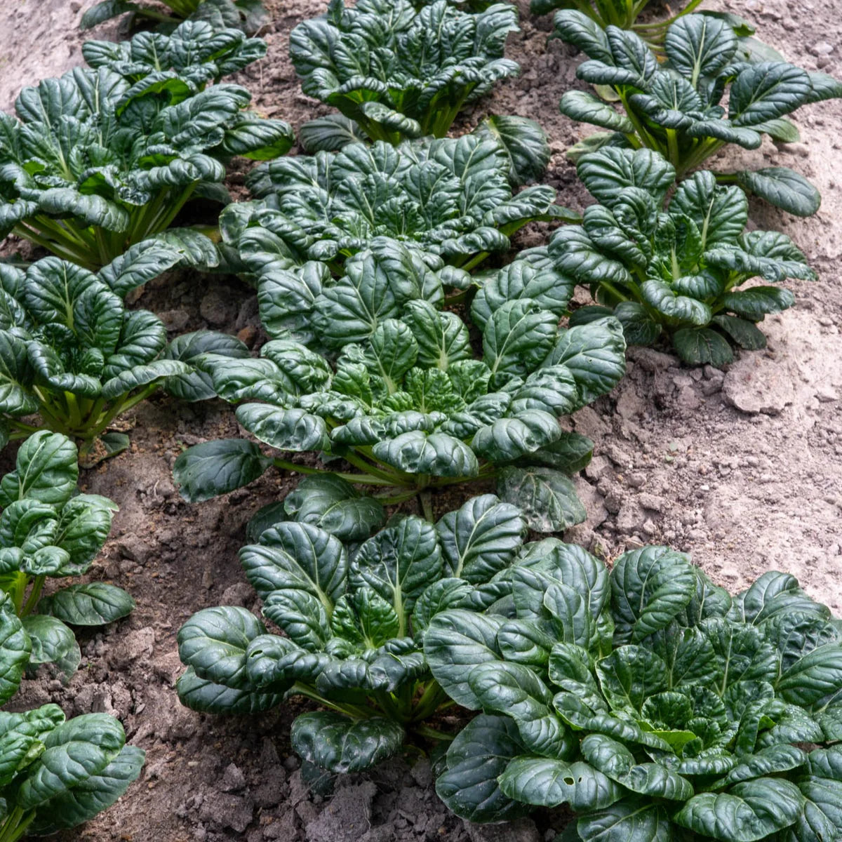 Wutai Cabbage (उटाई कोबी)