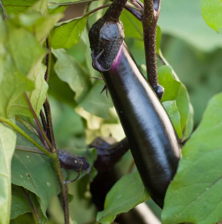 Black Glossy Long Eggplant (कालो लामो भंटा)