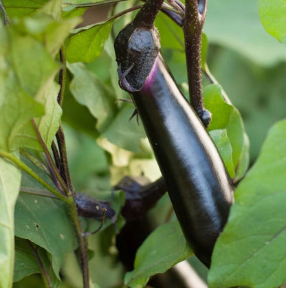 Black Glossy Long Eggplant (कालो लामो भंटा)