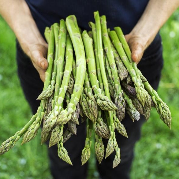 Green Asparagus (हरियो सतावरी)