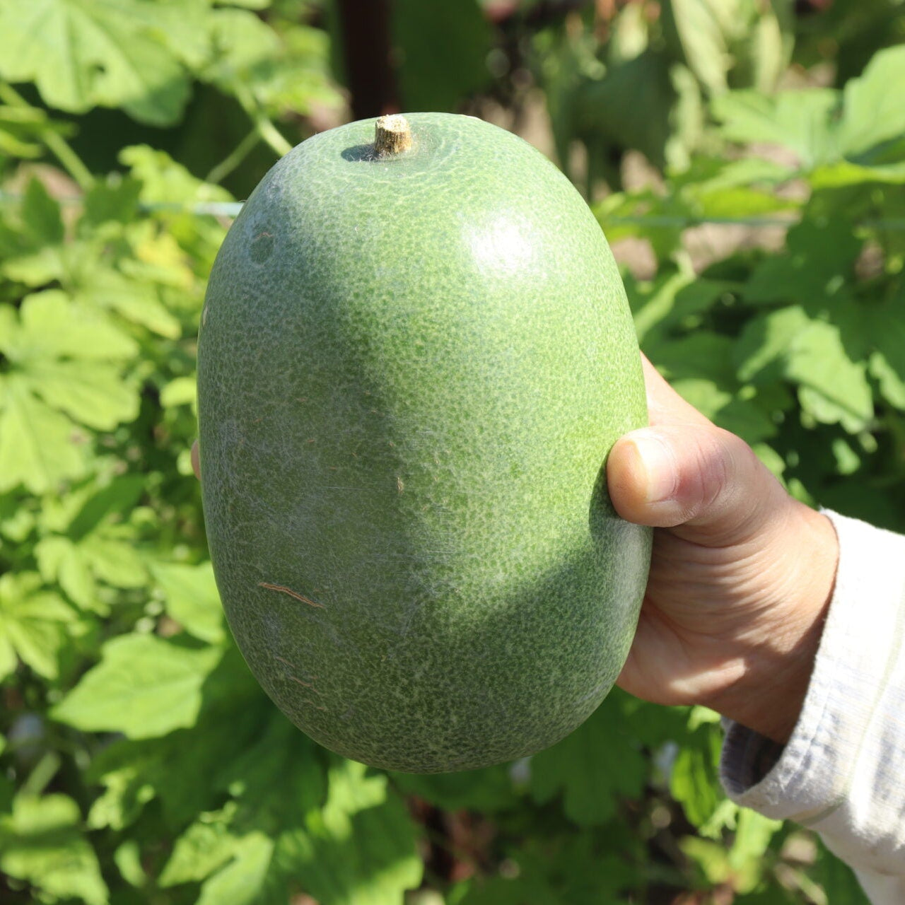 Green Mini Winter Melon (सानो हरियो कुशे)