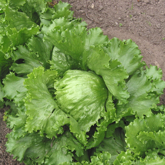 Iceberg Lettuce (गोल पाते साग)