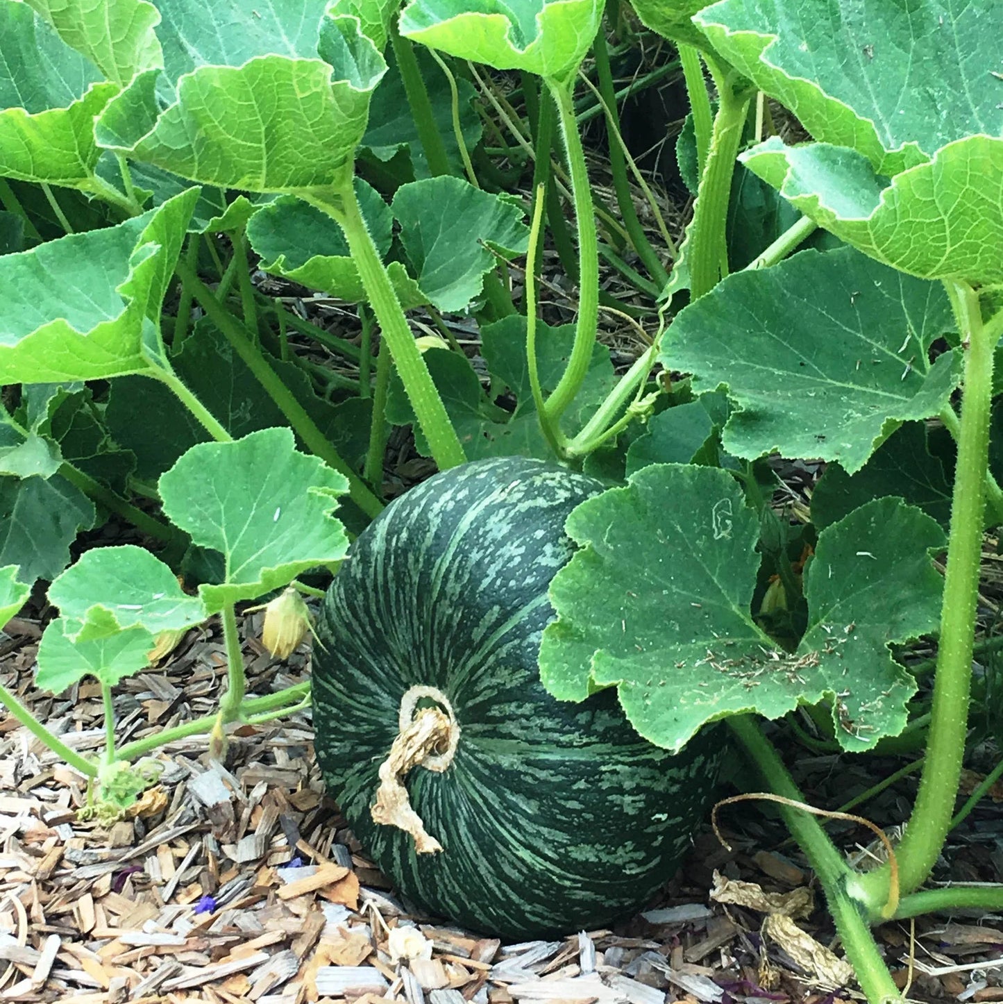 Green Baby Kabocha (हरियो बेबे फर्सी)