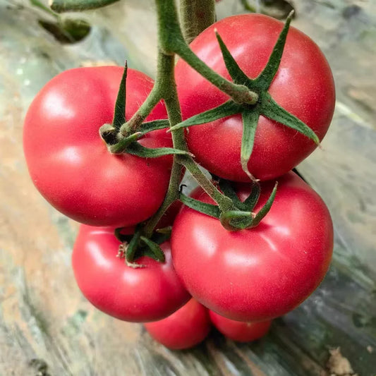 Mao Fen Large Pink Tomato (माओ फेन ठूलो गुलाबी टमाटर)