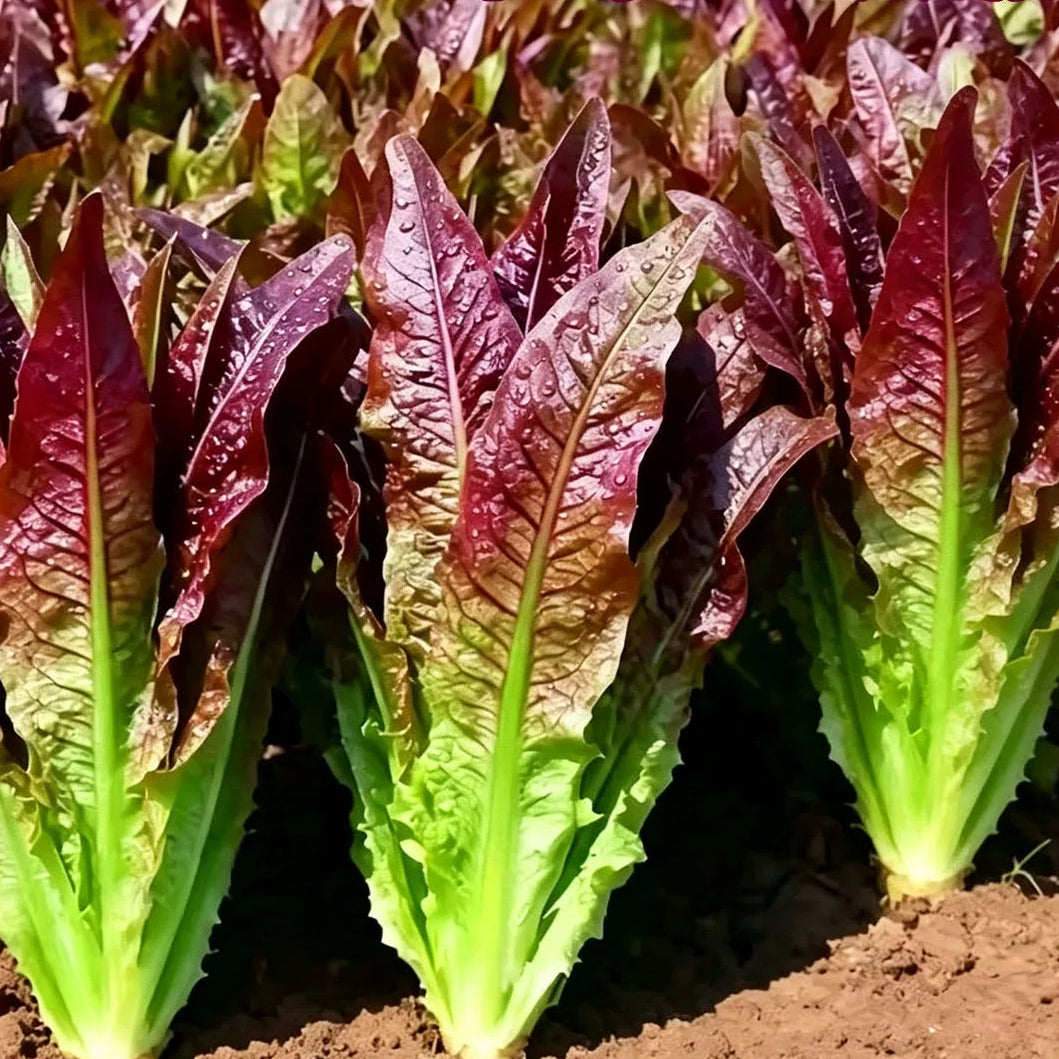 Red Lettuce (रातो लेट्युस)