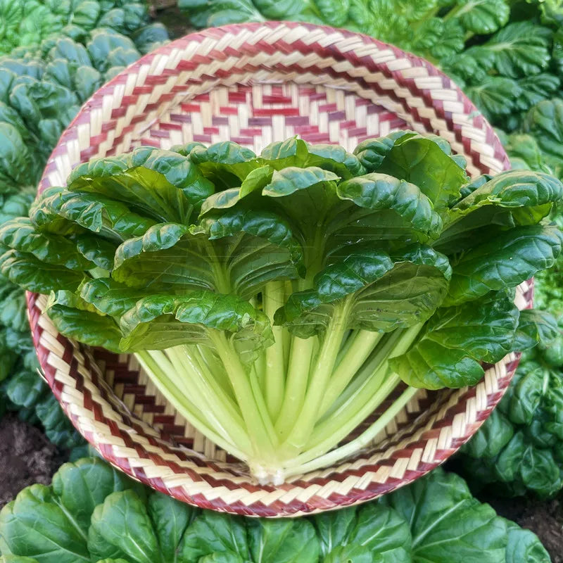 Wutai Cabbage (उटाई कोबी)