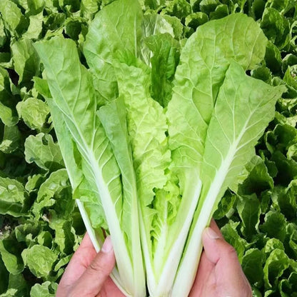 Four Seasons Fast-Growing Pak Choi (चारै रुतु सानो साग)