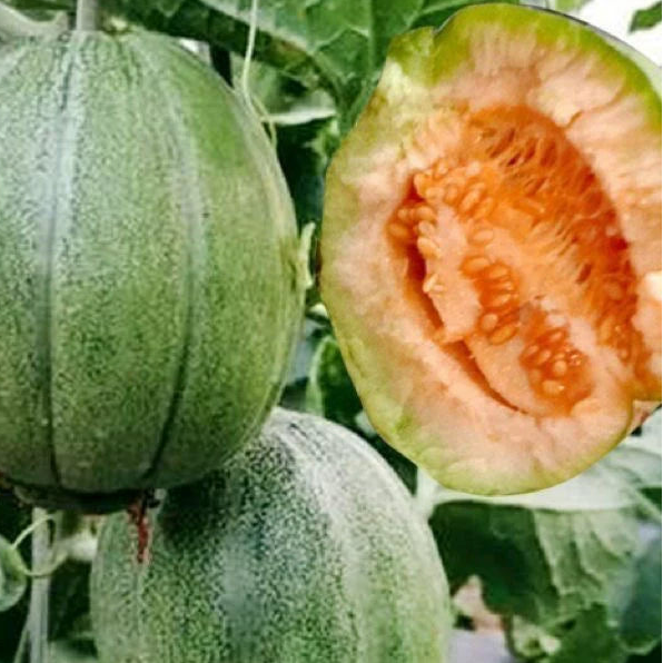 Sesame Honey Sweet Melon (तिल महको गुलियो खरबुजा)