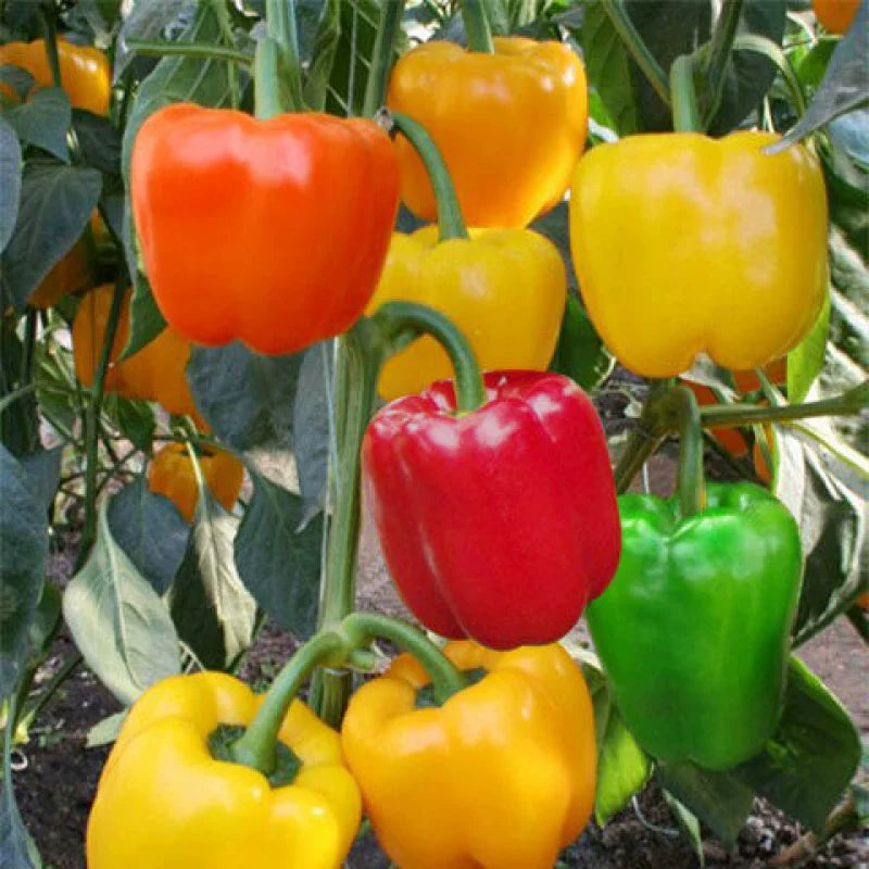 Colorful Sweet Bell Peppers (रङ्गीन गुलियो क्याप्सिकम)