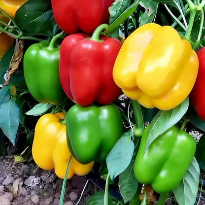 Colorful Sweet Bell Peppers (रङ्गीन गुलियो क्याप्सिकम)