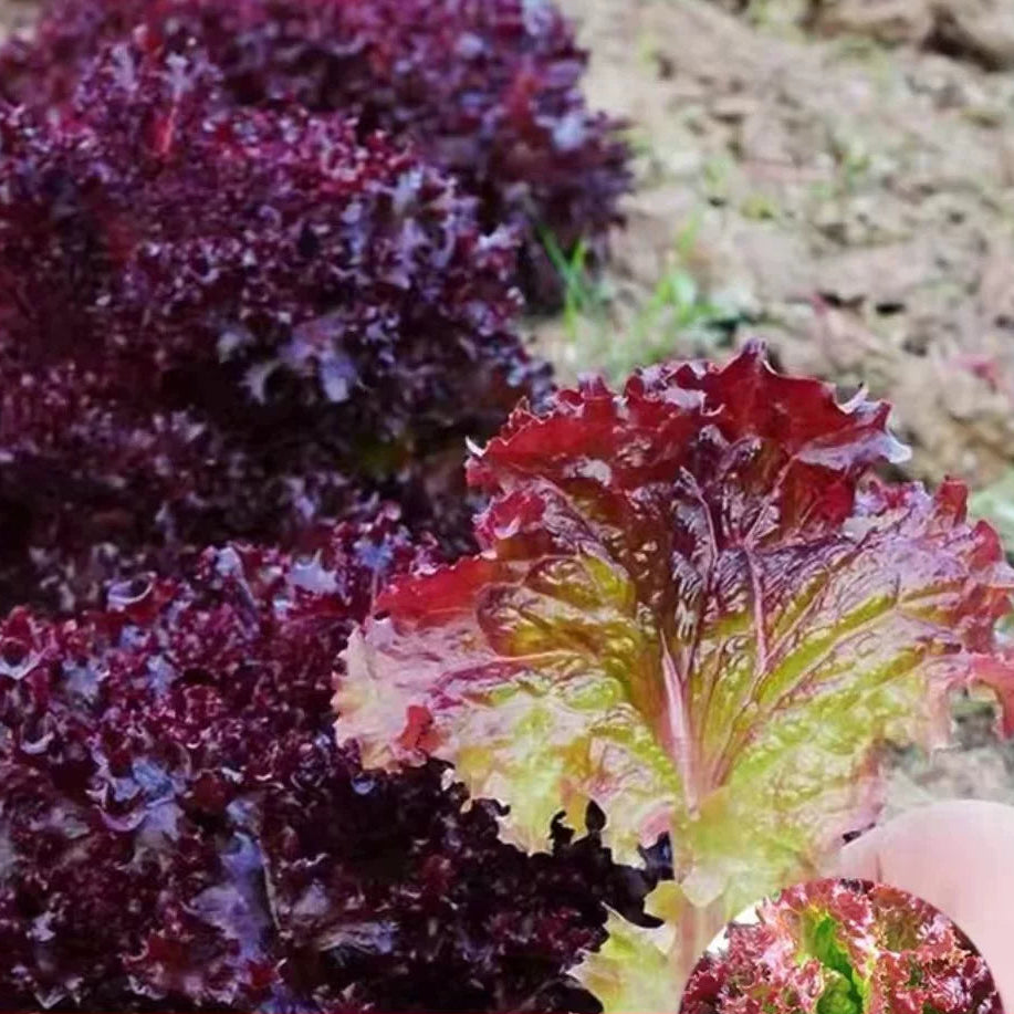 Purple Leaf Lettuce (बैंगनी पाते साग)
