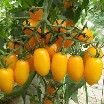 Milk Yellow Tomato (दूधे पहेंलो टमाटर)