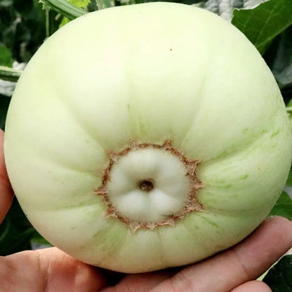 White Sugar Jar Honeydew Melon (सेतो चिनी खरबुजा)