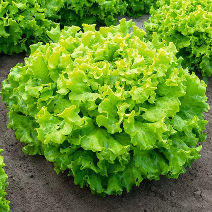 Fast-Growing Lettuce (द्रुत उम्रने साग)