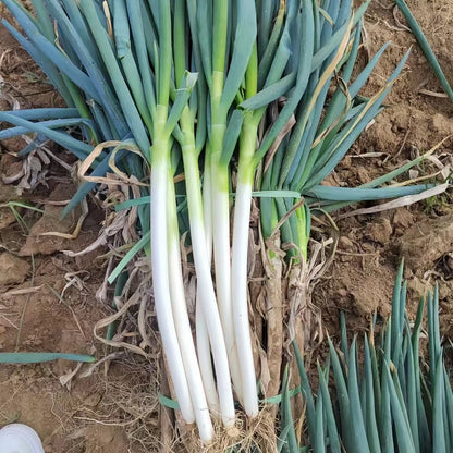 Northeast Garlic - Lasun (लसुन)