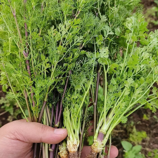 Coriander - Dhaniya (धनिया)