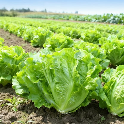 Italian Lettuce (इटालियन लेट्युस)