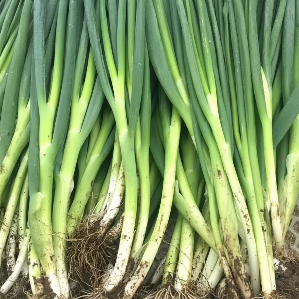 Spring Onion - Hariyo Pyaj (हरियो प्याज)