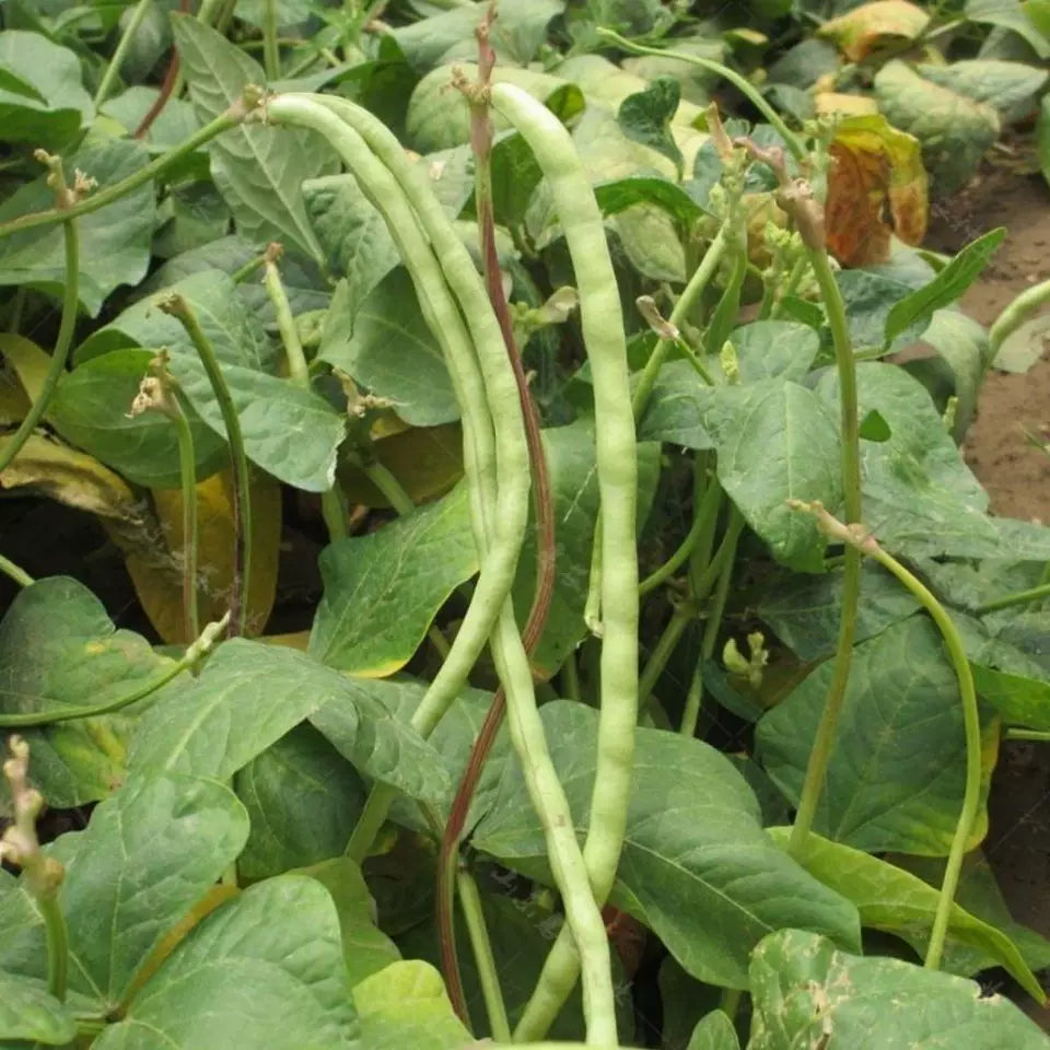 Yard Long Beans - Chinese Long Beans (लामो बोडी)