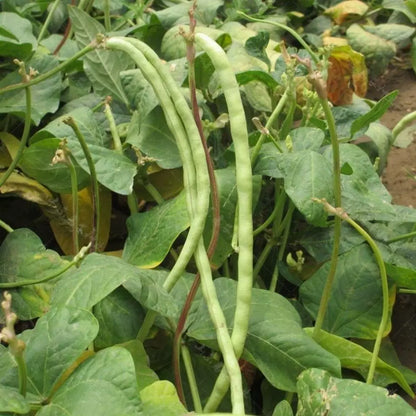 Yard Long Beans - Chinese Long Beans (लामो बोडी)