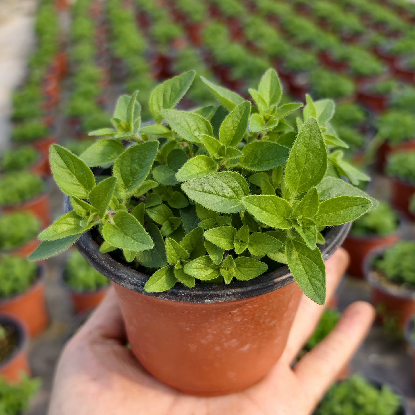 Oregano (ओरेगानो)